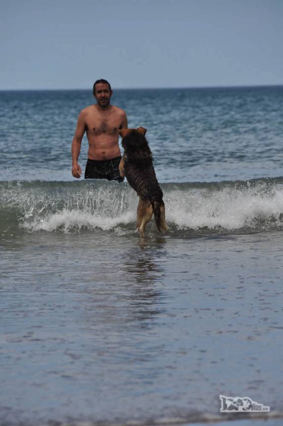 Um simpático cachorro enfrenta uma onda na praia de Las Grutas, na Argentina